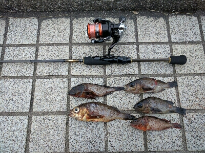 気温低下でややシブ目…プリンス裏のメバリング