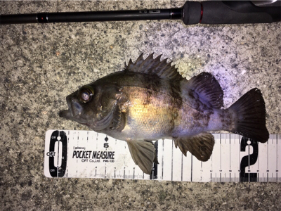 大寒波でもメバリング