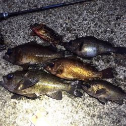 良型メバル好調