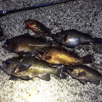 良型メバル好調