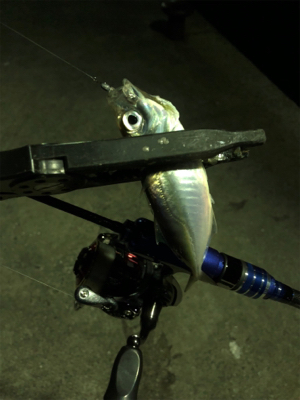 久しぶりのアジ！