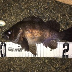 フロートリグでメバリング