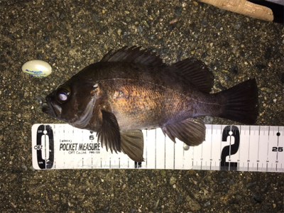 フロートリグでメバリング