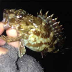 垂水漁港でガシリング