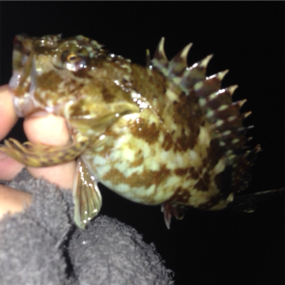 垂水漁港でガシリング