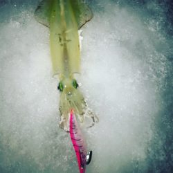 伊根から宮津までスノーランガンエギング