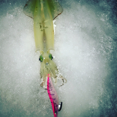 伊根から宮津までスノーランガンエギング