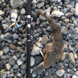 魚が釣れました