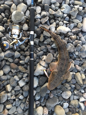 魚が釣れました