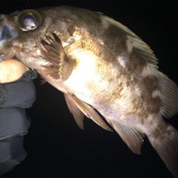 強風にて凍る様な寒さの中でのメバリング