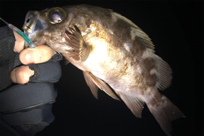 強風にて凍る様な寒さの中でのメバリング