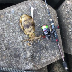 今年初めてのアオリ