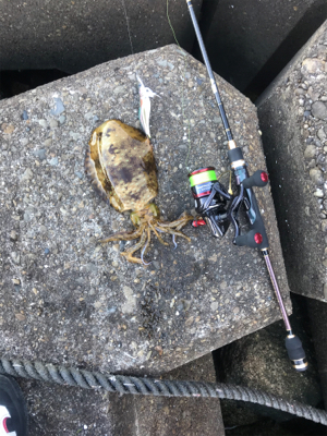 今年初めてのアオリ