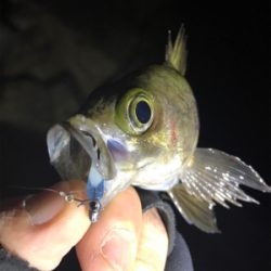 泉南メバリング