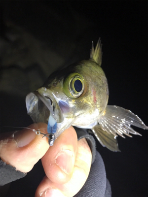 泉南メバリング