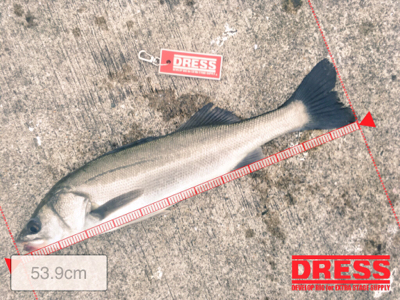 厳寒のデイシーバス