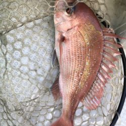 小豆島 鯛サビキ  大潮