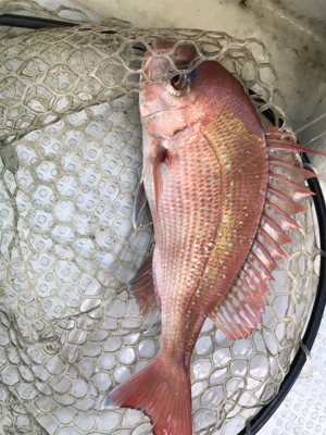 小豆島 鯛サビキ  大潮