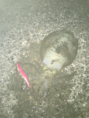 好条件の中今年の初イカを求めて