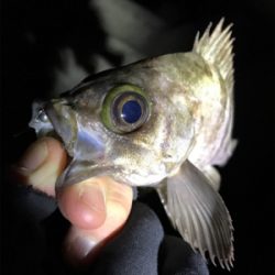 大潮満月ド干潮