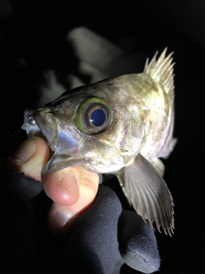 大潮満月ド干潮