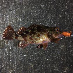 極寒ガシリング