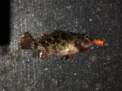 極寒ガシリング