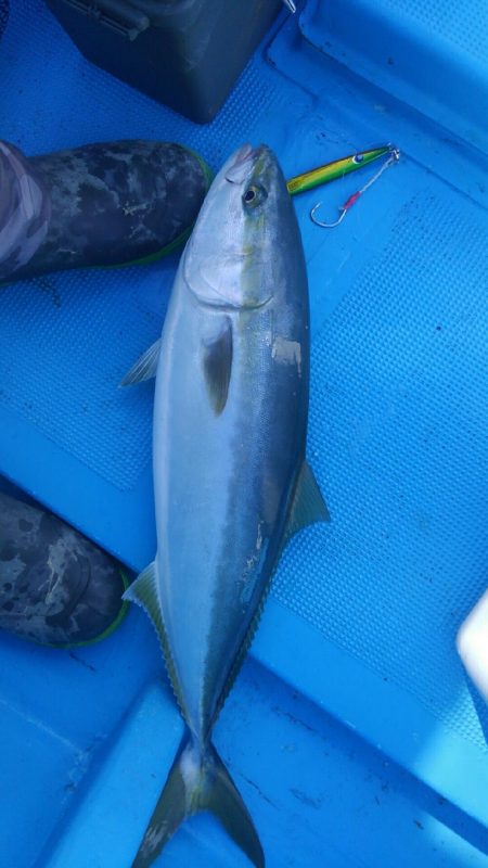 鳥羽の青もん釣り