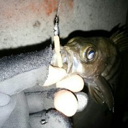 寒中メバリング（笑）