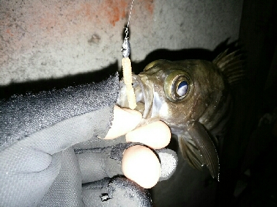 寒中メバリング（笑）