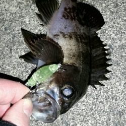 やっと釣れた貴重なメバル