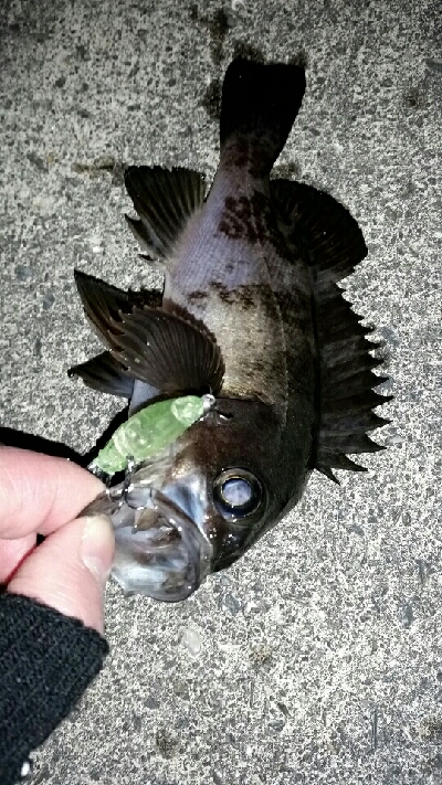やっと釣れた貴重なメバル