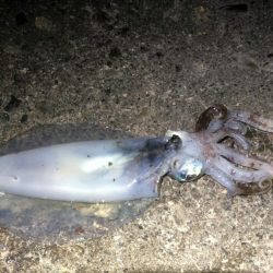 夜8時頃から寒いけど行って来ました。