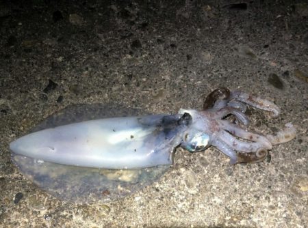 夜8時頃から寒いけど行って来ました。