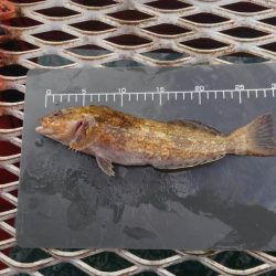 須磨海釣公園　新年初釣行