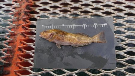 須磨海釣公園　新年初釣行