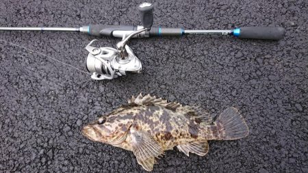 久々にお魚さんつれました。