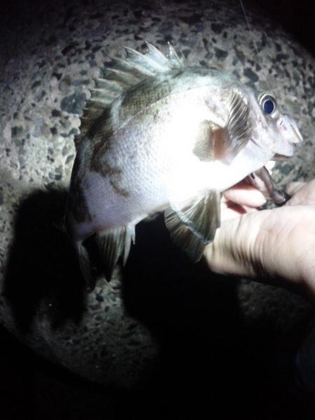 初釣りメバリング