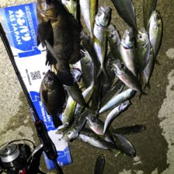 アジング‼︎(釣行 其の四)