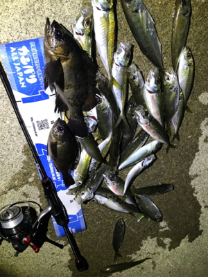 アジング‼︎(釣行 其の四)