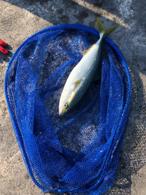 ジグしゃくったら