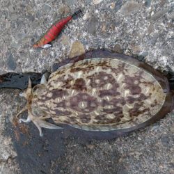 エギング　コウイカ　福井県　春の開幕時期2017年投稿記事まとめ！