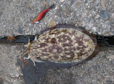 エギング　コウイカ　福井県　春の開幕時期2017年投稿記事まとめ！