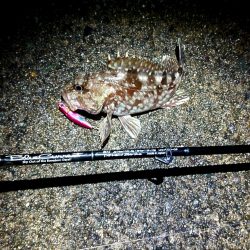 メバルが釣れない