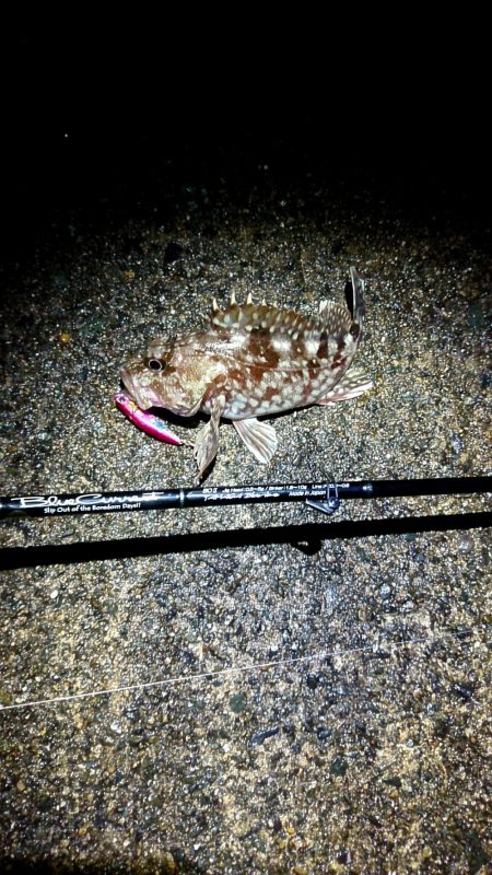 メバルが釣れない