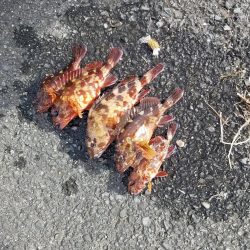 寒い中、ガシラ