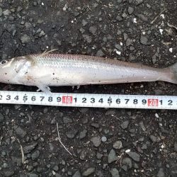 カレイを求めて