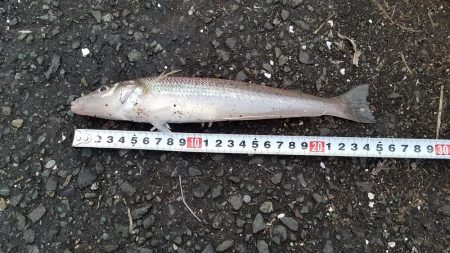 カレイを求めて