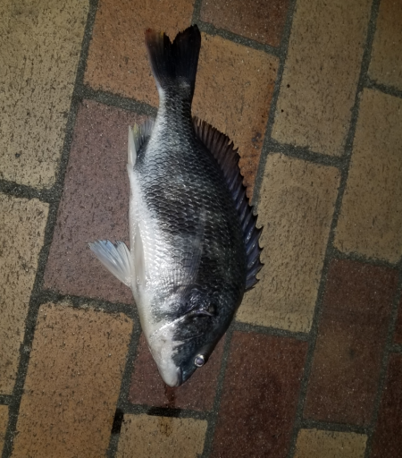 チニングでの初釣果