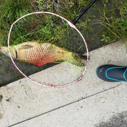 和田川への釣行